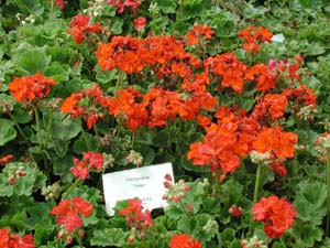 Pelargonium | Tango