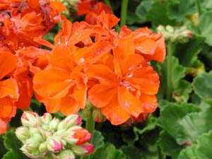 Pelargonium | Tango