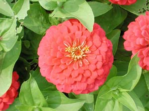 Zinnia | Magellan | Cherry