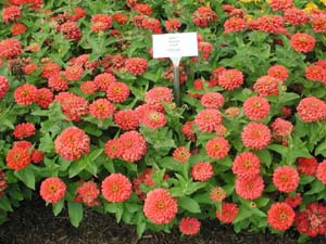 Zinnia | Magellan | Coral