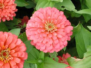 Zinnia | Magellan | Coral