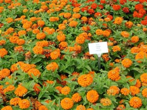 Zinnia | Magellan | Orange