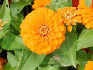 Zinnia | Magellan | Orange