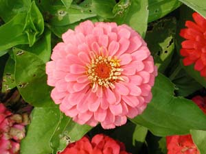 Zinnia | Magellan | Pink