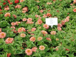 Zinnia | Magellan | Salmon