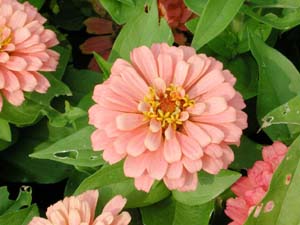 Zinnia | Magellan | Salmon