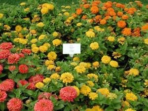 Zinnia | Magellan | Yellow