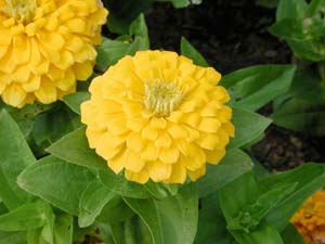 Zinnia | Magellan | Yellow