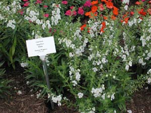 Angelonia | Angelface | White