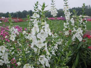 Angelonia | Angelface | White