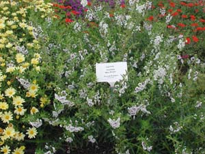 Angelonia | Angelface | Blue Bicolor