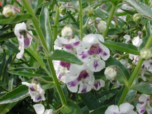 Angelonia | Angelface | Blue Bicolor