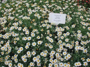 Argyanthemum | Molimba | Helio White