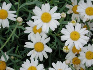 Argyanthemum | Molimba | Helio White