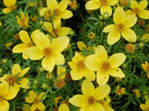 Bidens | Solaire | Yellow