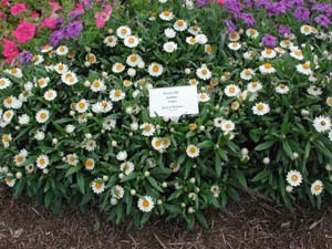 Bracteantha | Sundaze | White