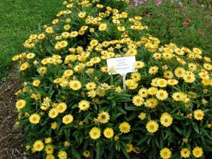 Bracteantha | Sundaze | Golden Yellow