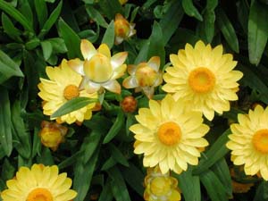 Bracteantha | Sundaze | Golden Yellow