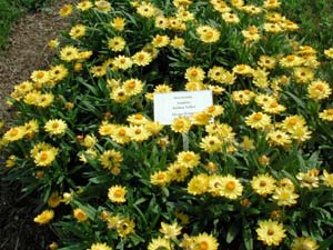 Bracteantha | Sundaze | Golden Yellow