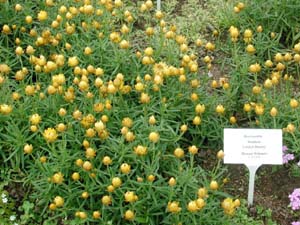 Bracteantha | Sundaze | Golden Beauty