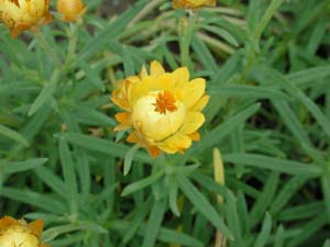 Bracteantha | Sundaze | Golden Beauty