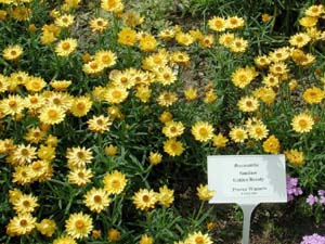 Bracteantha | Sundaze | Golden Beauty