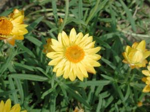 Bracteantha | Sundaze | Golden Beauty