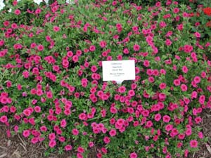 Calibrachoa | Superbells | Cherry Red