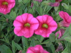 Calibrachoa | Superbells | Cherry Red