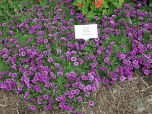 Calibrachoa | Superbells | Trailing Blue