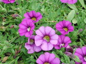 Calibrachoa | Superbells | Trailing Blue