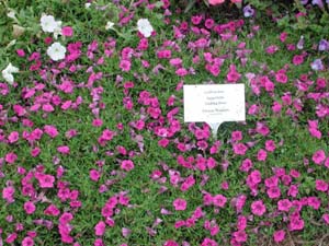 Calibrachoa | Superbells | Trailing Rose