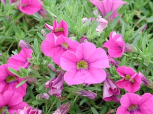 Calibrachoa | Superbells | Trailing Rose