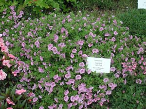 Calibrachoa | Superbells | Light Pink