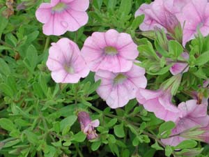 Calibrachoa | Superbells | Light Pink