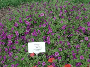 Calibrachoa | Superbells | Blue