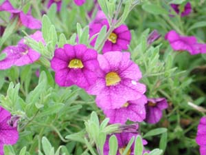 Calibrachoa | Superbells | Blue