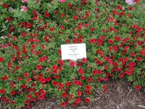 Calibrachoa | Superbells | Red