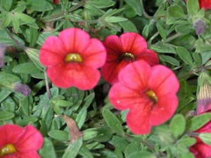 Calibrachoa | Superbells | Red