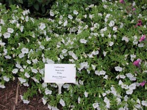 Calibrachoa | Superbells | White