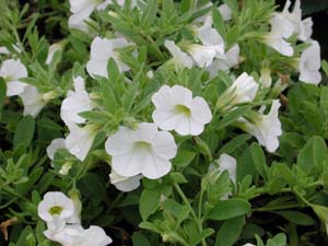 Calibrachoa | Superbells | White