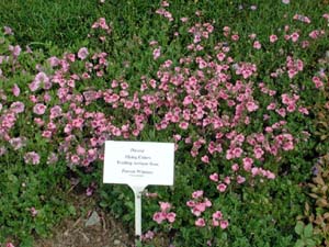 Diascia | Flying Colors | Trailing Antique Rose