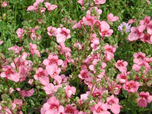 Diascia | Flying Colors | Trailing Antique Rose