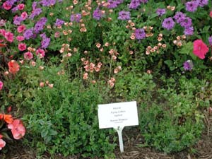 Diascia | Flying Colors | Apricot