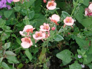 Diascia | Flying Colors | Apricot