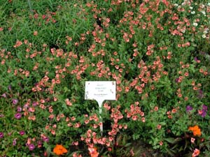 Diascia | Flying Colors | Coral