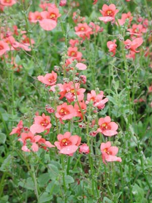 Diascia | Flying Colors | Coral