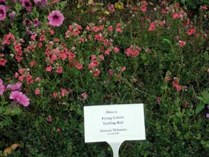 Diascia | Flying Colors | Trailing Red