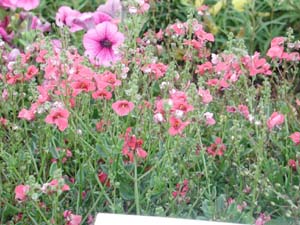 Diascia | Flying Colors | Trailing Red