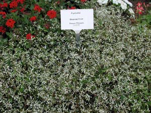 Euphorbia | Diamond | Frost